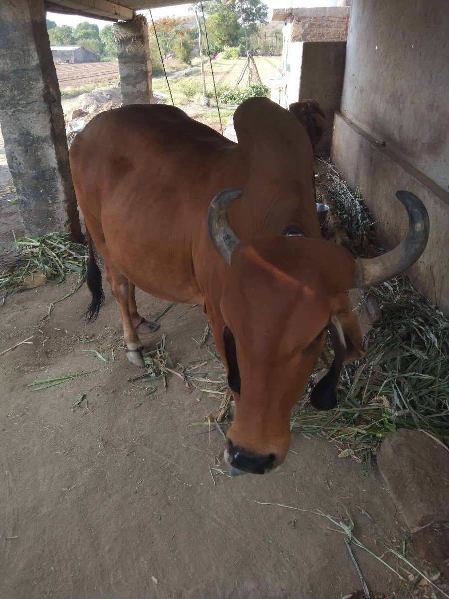 ગાય વેચવાની છે