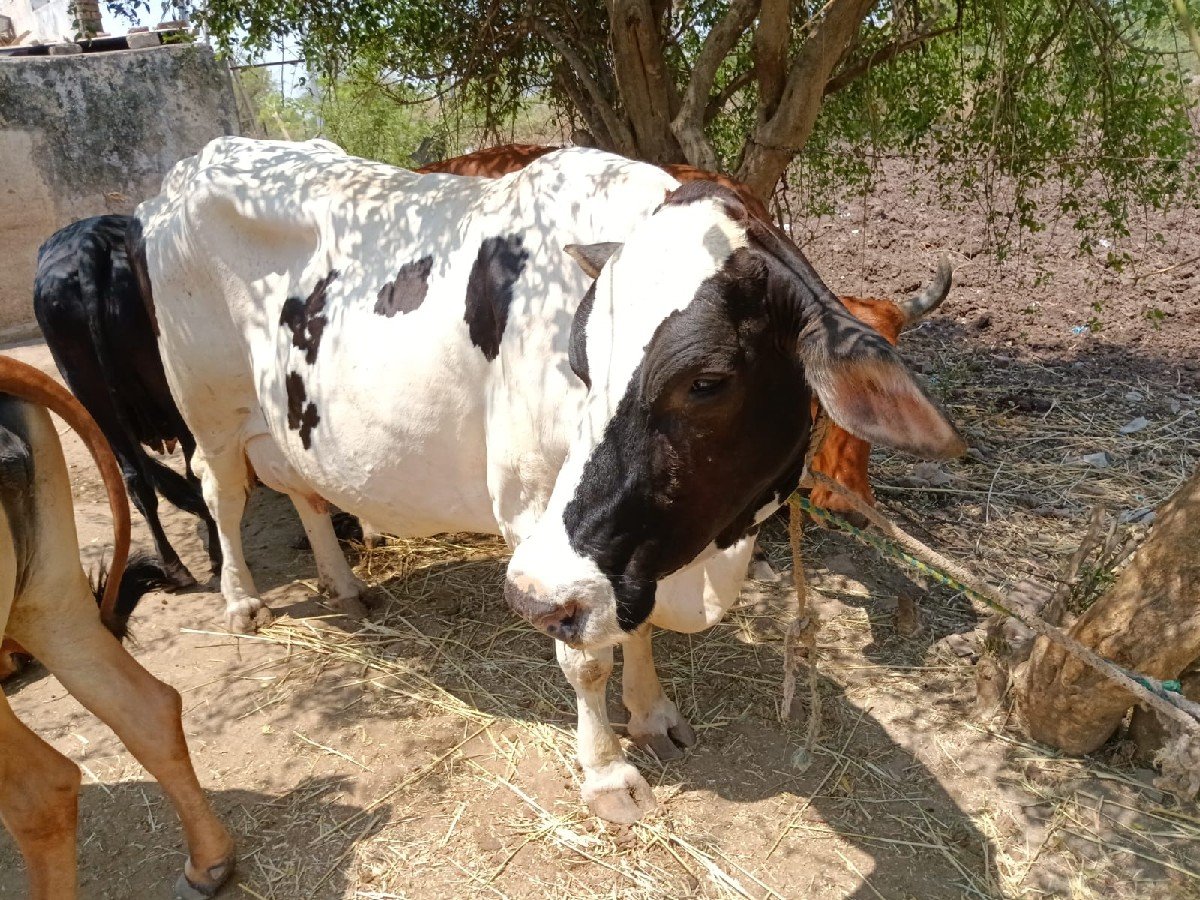 2 જર્સી 1 લાલ ગાય વેચવાની છે