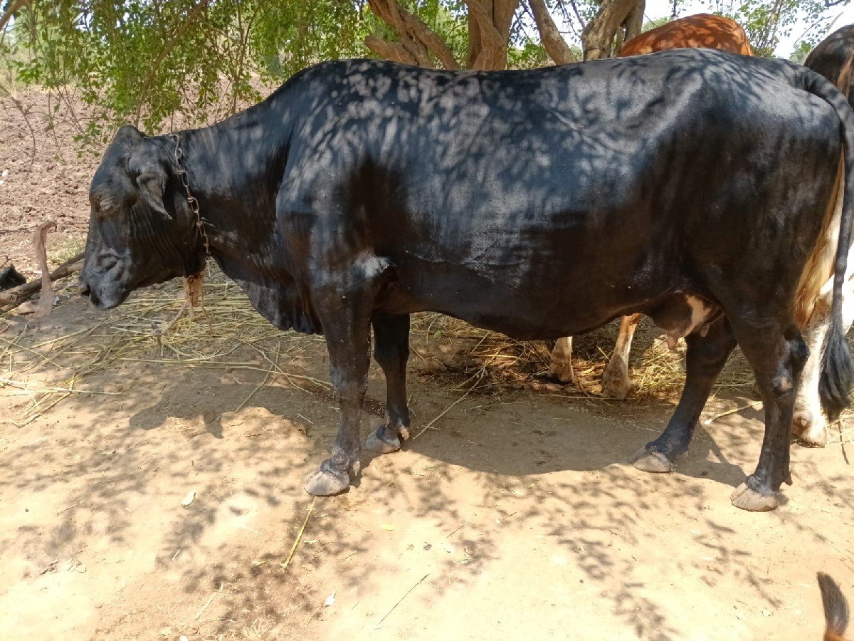 2 જર્સી 1 લાલ ગાય વેચવાની છે