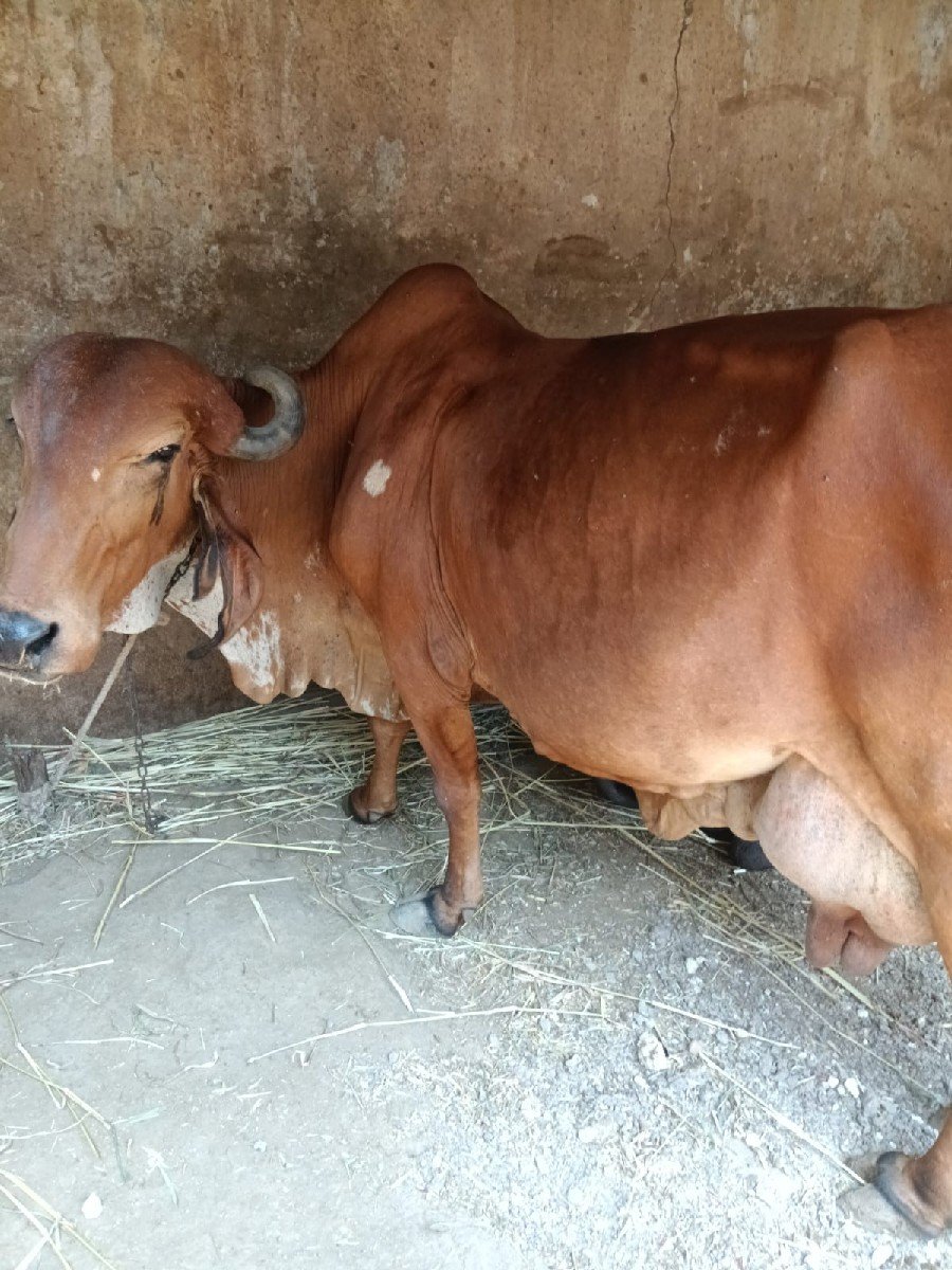 2 જર્સી 1 લાલ ગાય વેચવાની છે