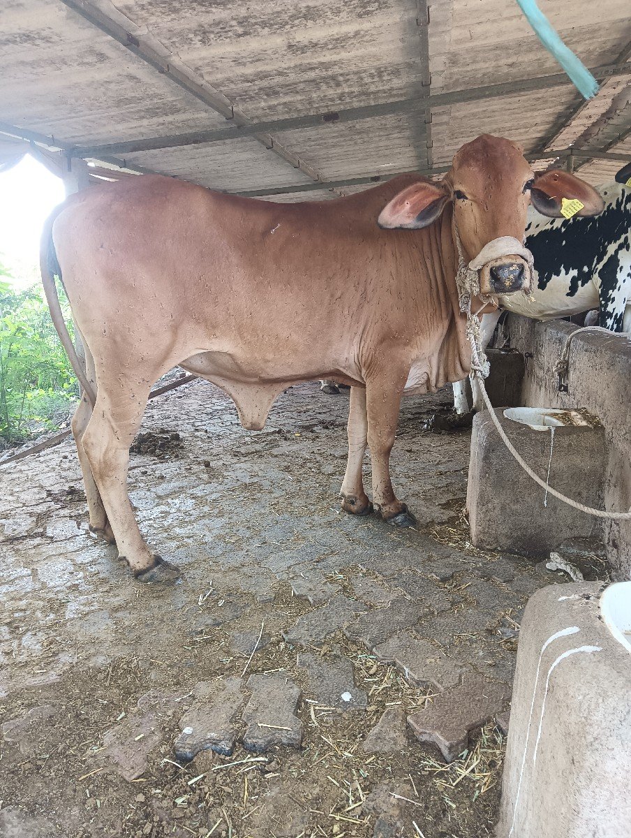 ઓડકી વેચવાની સે