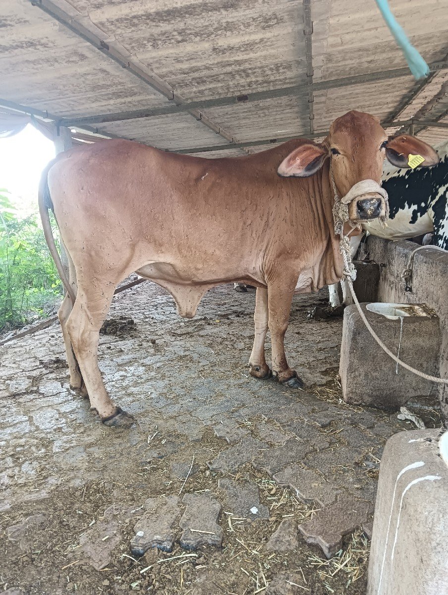ઓડકી વેચવાની સે