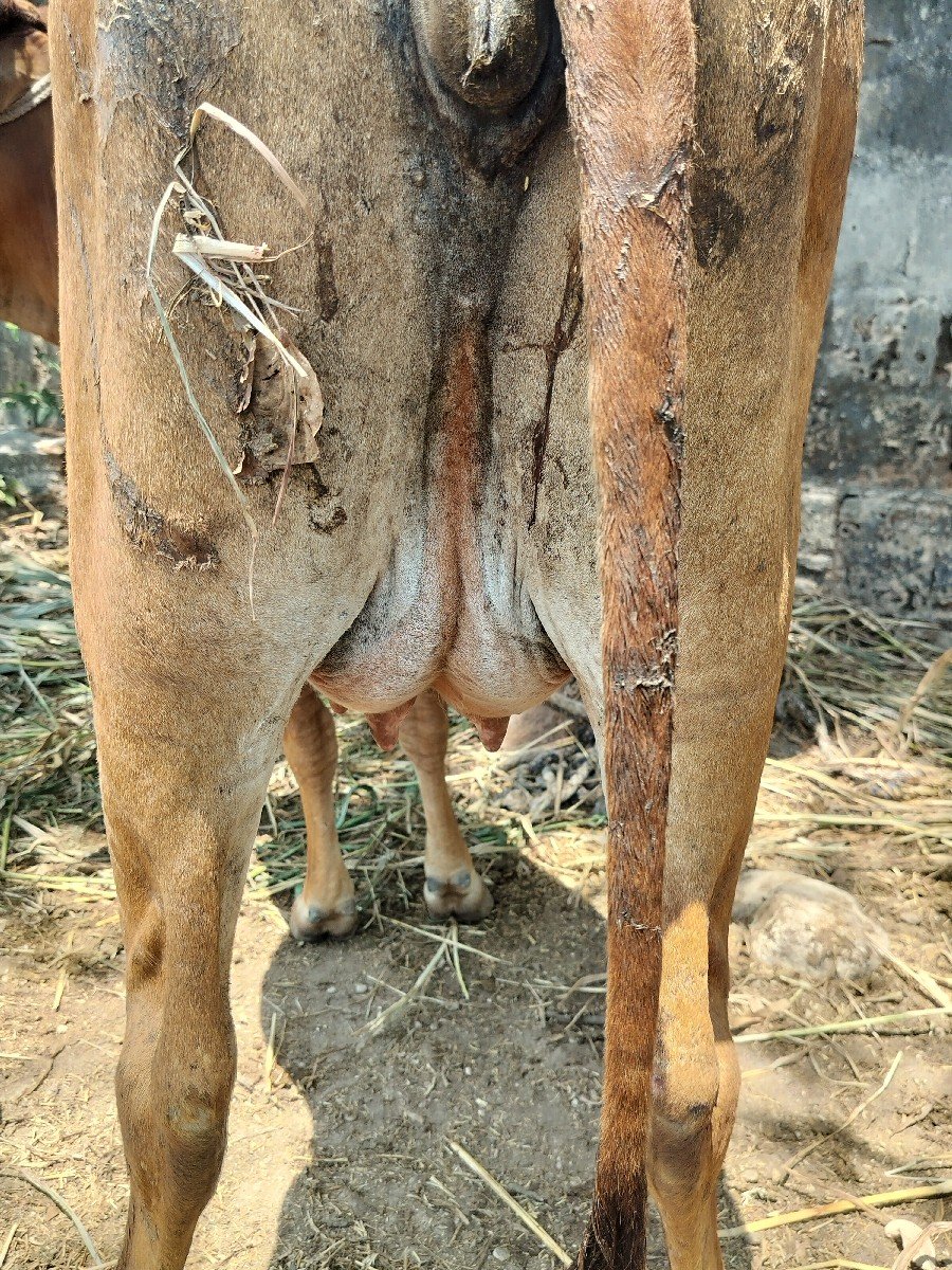પેલ વેત્રી હોડકી