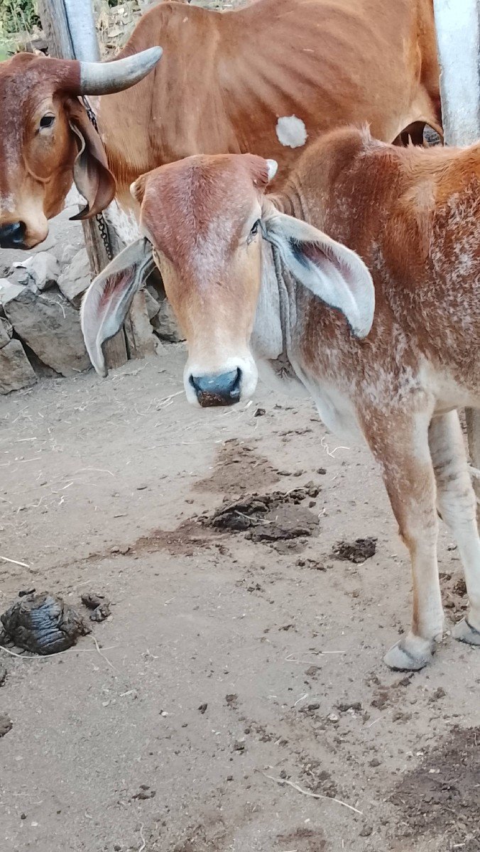 હોળકી વેચવાની છે