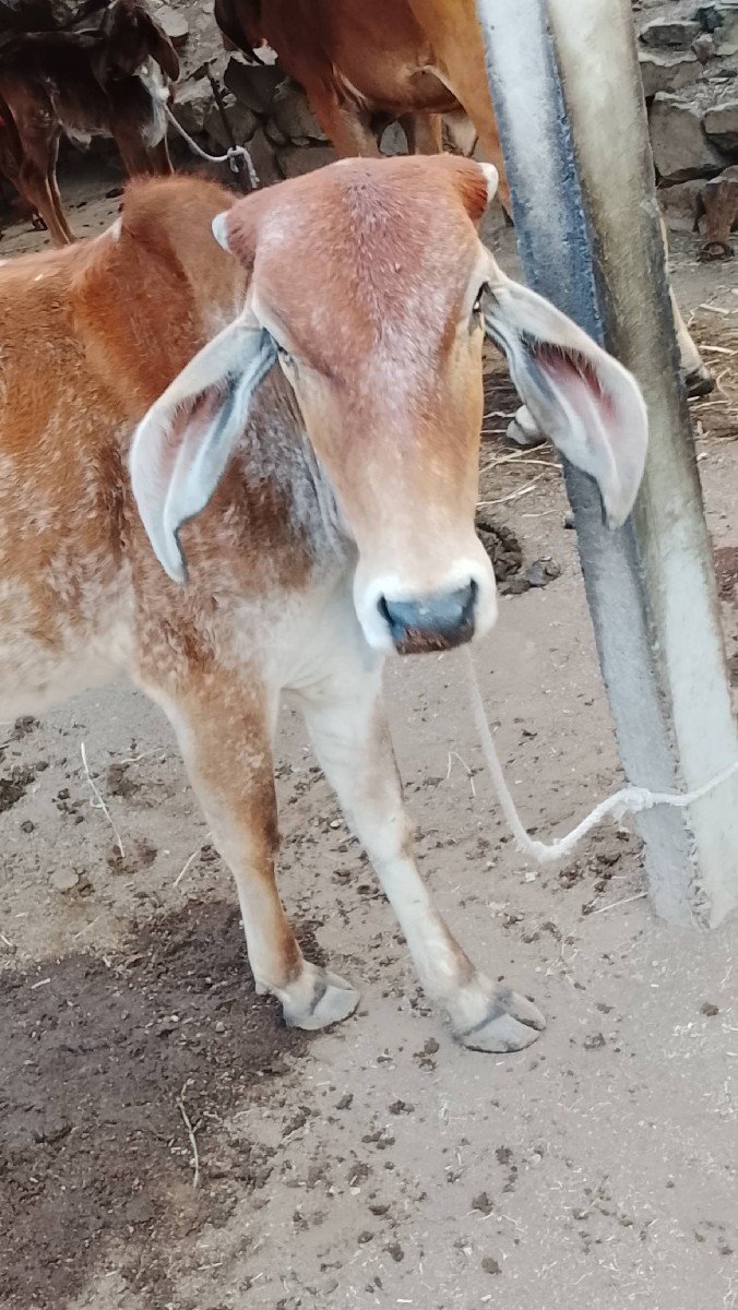 હોળકી વેચવાની છે