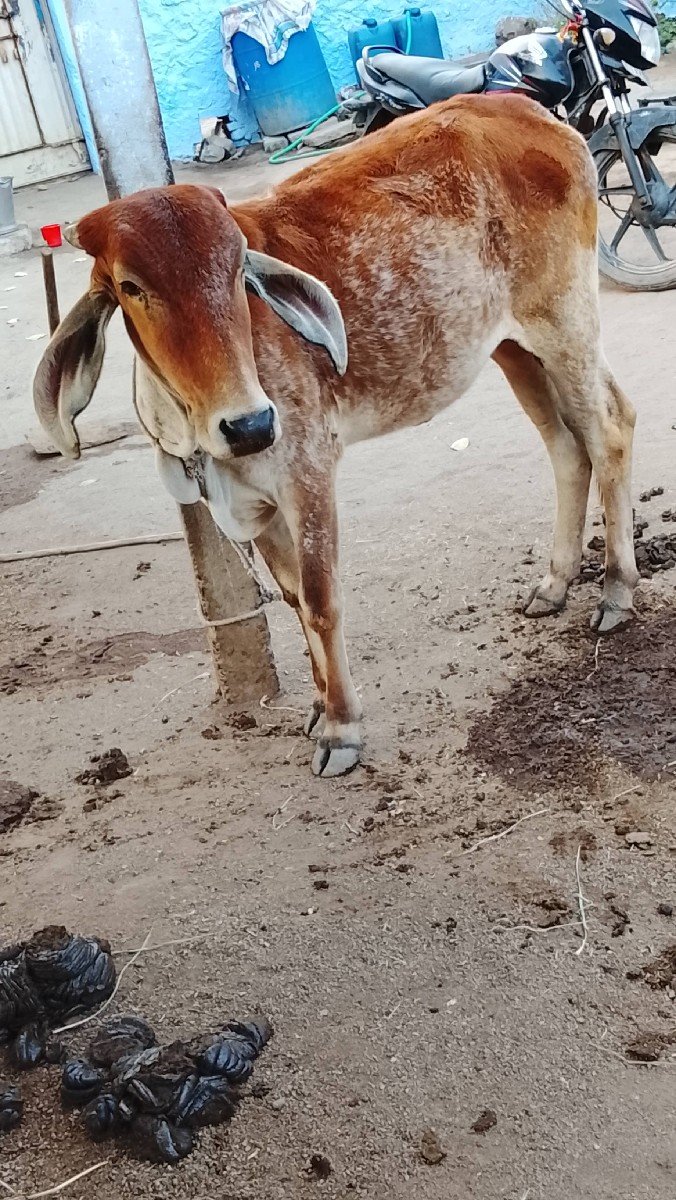 હોળકી વેચવાની છે
