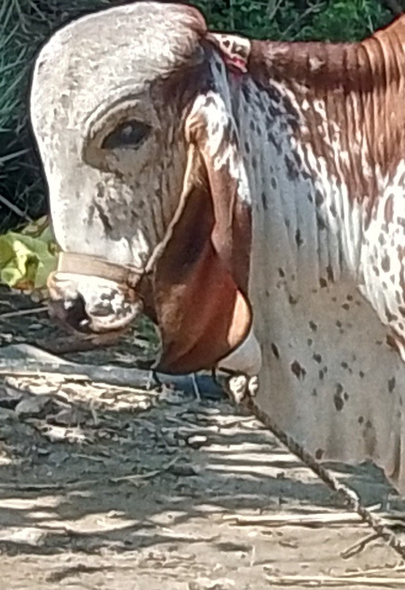ખુટ