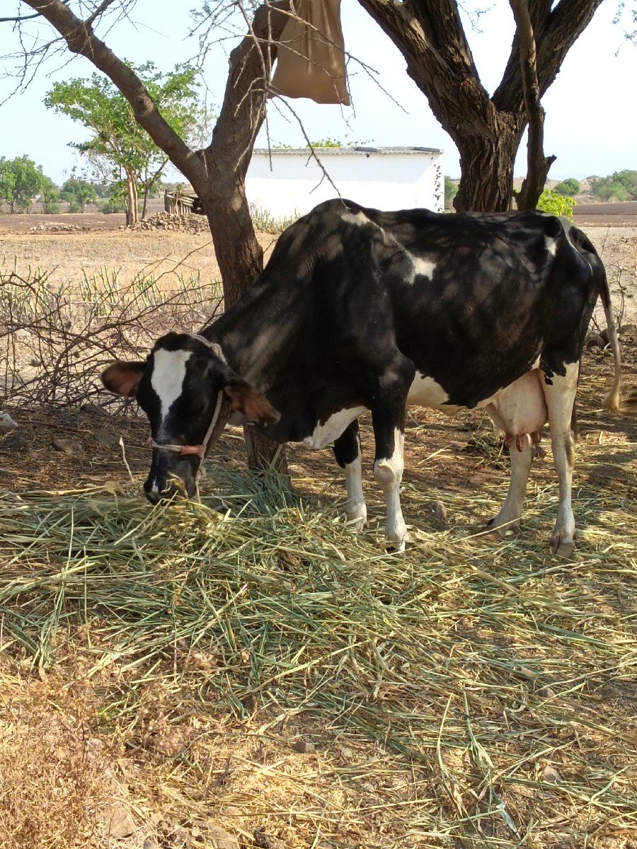 ચારથી પાંચ લીટર દૂધ વાશરૂ નથી