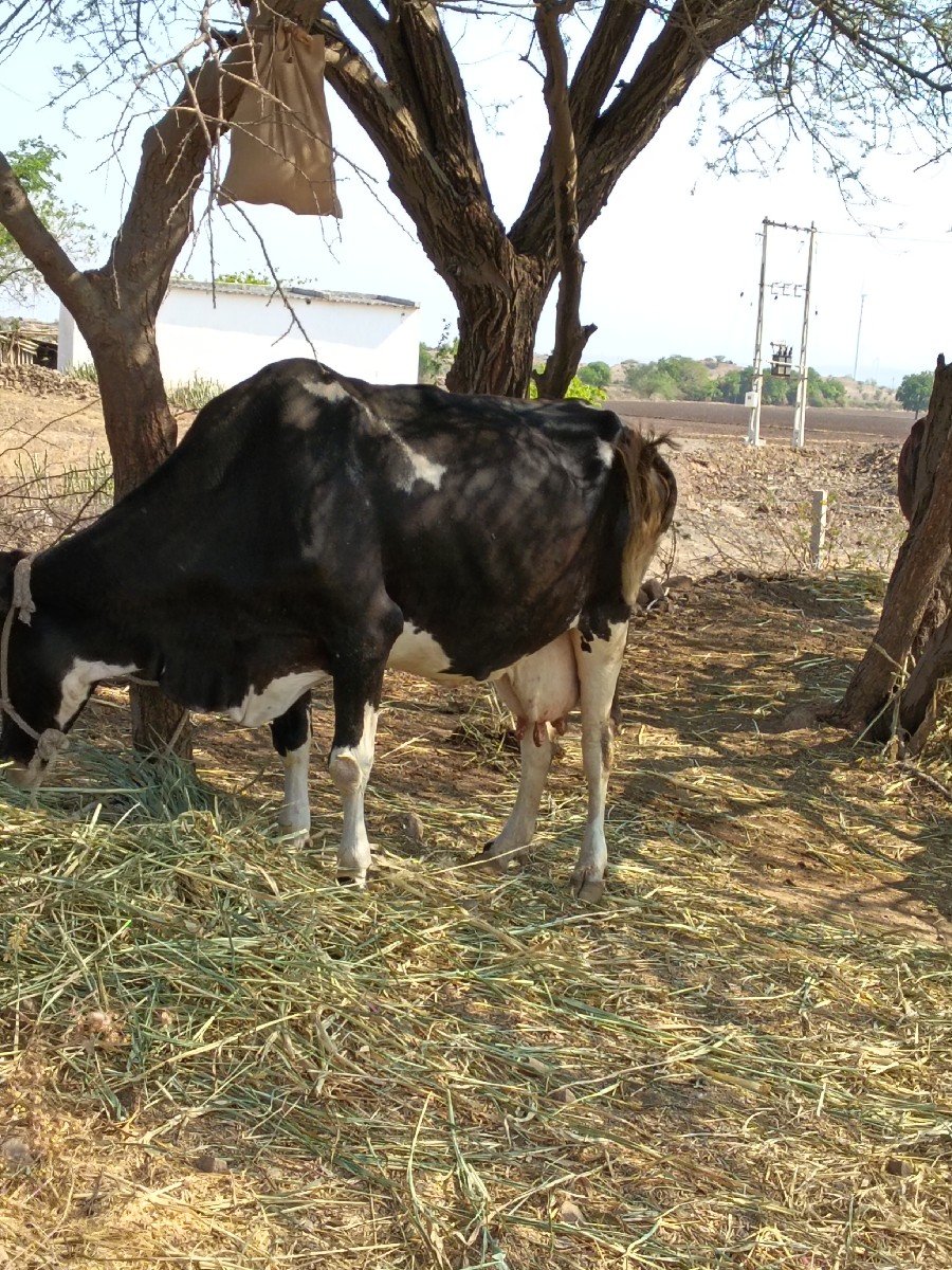 ચારથી પાંચ લીટર દૂધ વાશરૂ નથી
