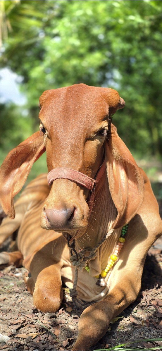 gir vashdi
