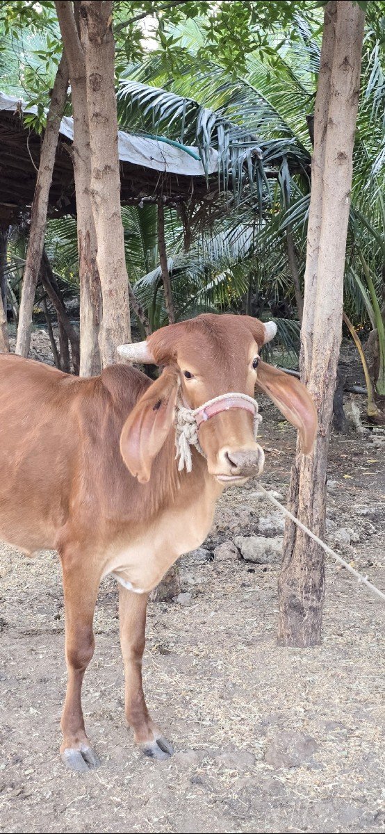 gir vashdi
