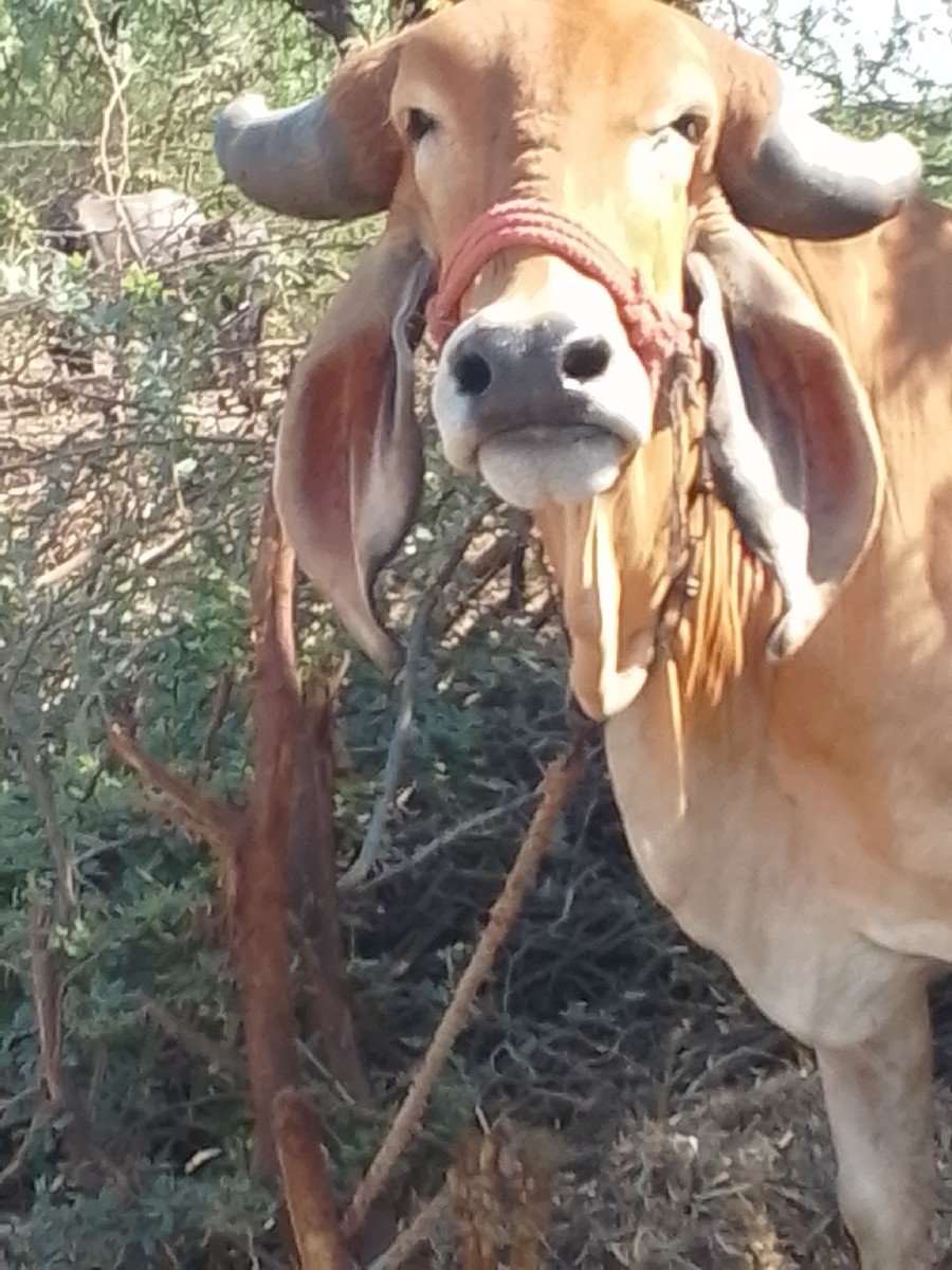 હોડકી