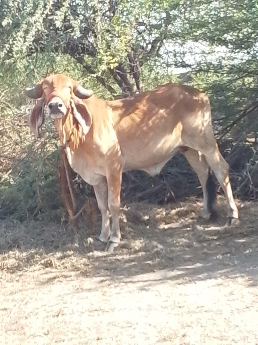 હોડકી