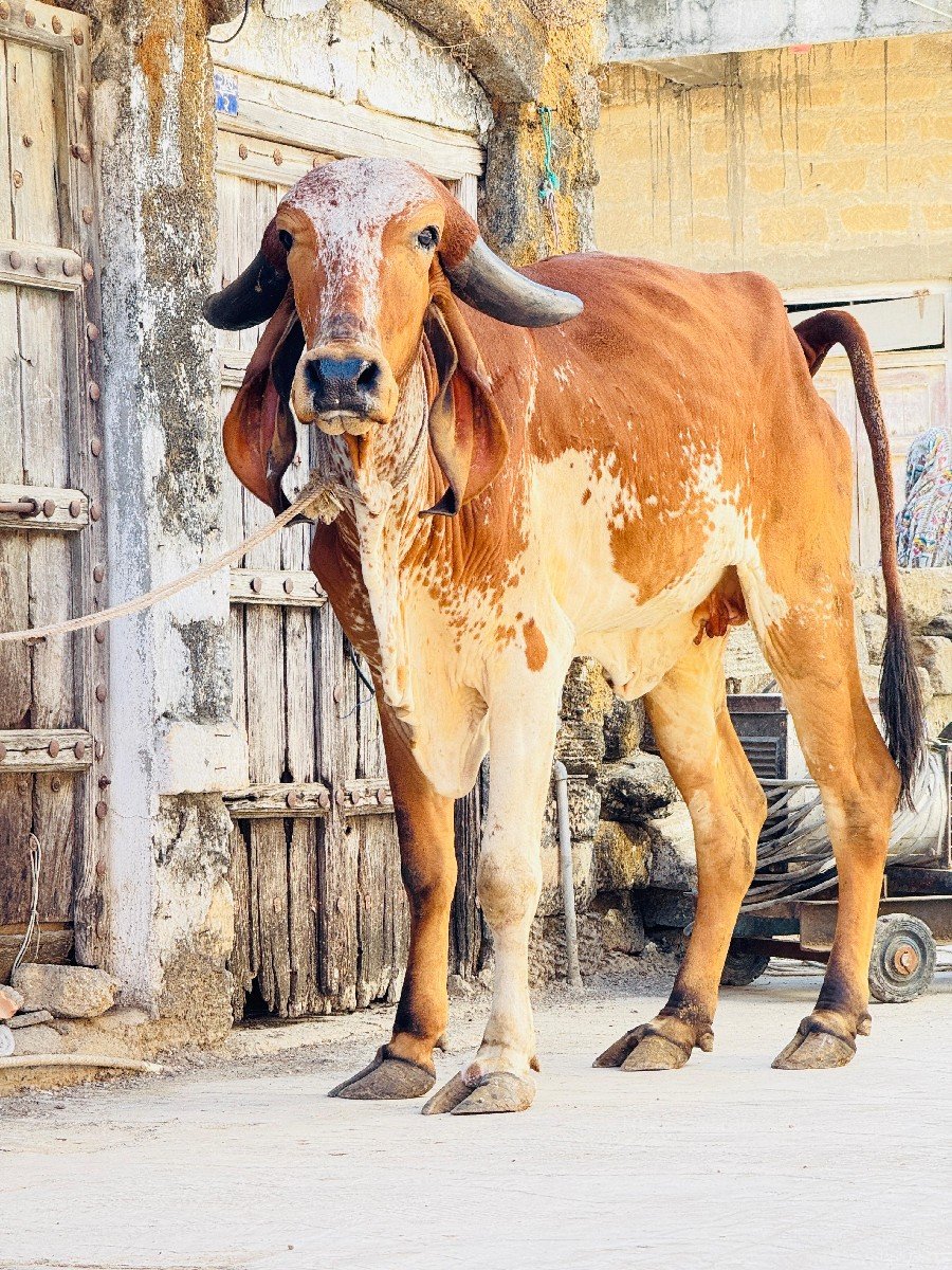 ઓરીજનલ ગીર વાછડી વેચવાની છે