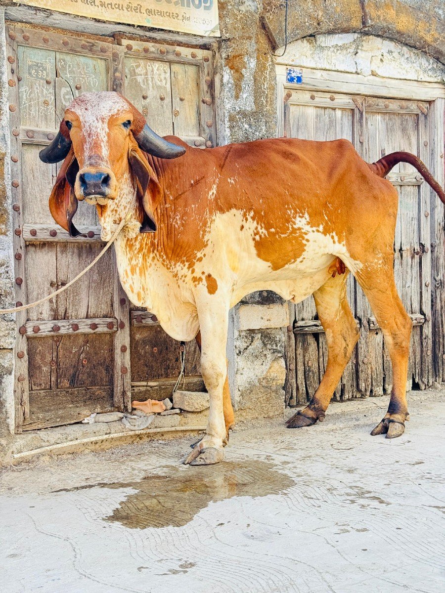 ઓરીજનલ ગીર વાછડી વેચવાની છે