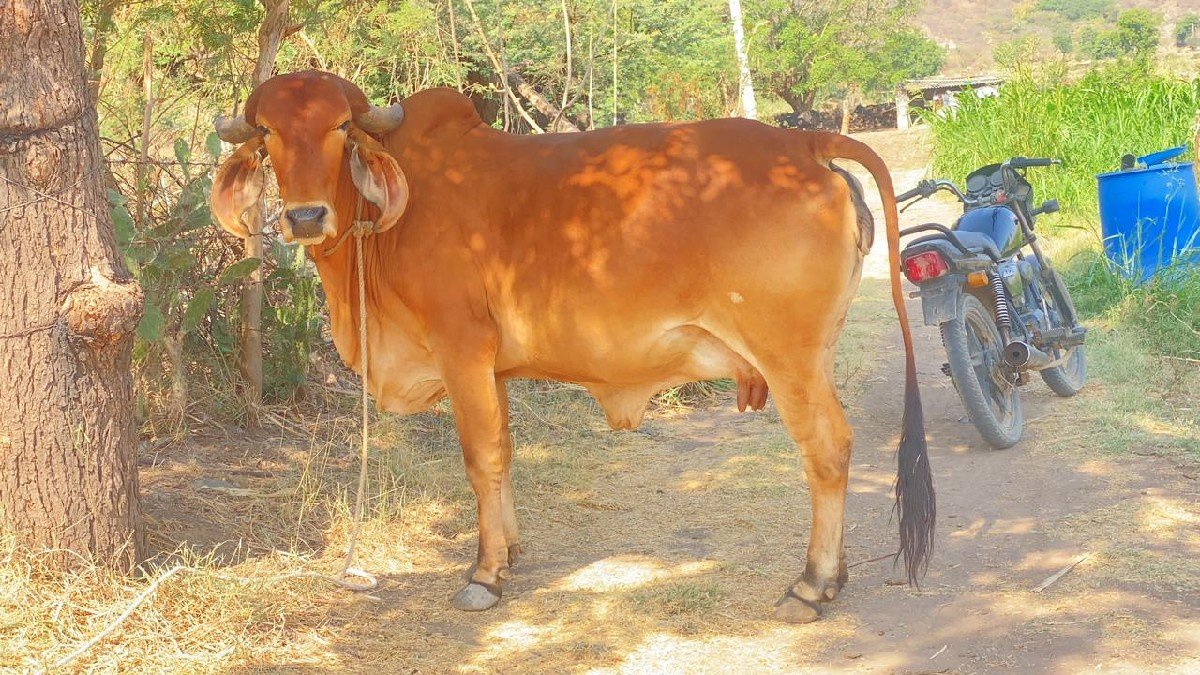 ગાય વેચવાની છે