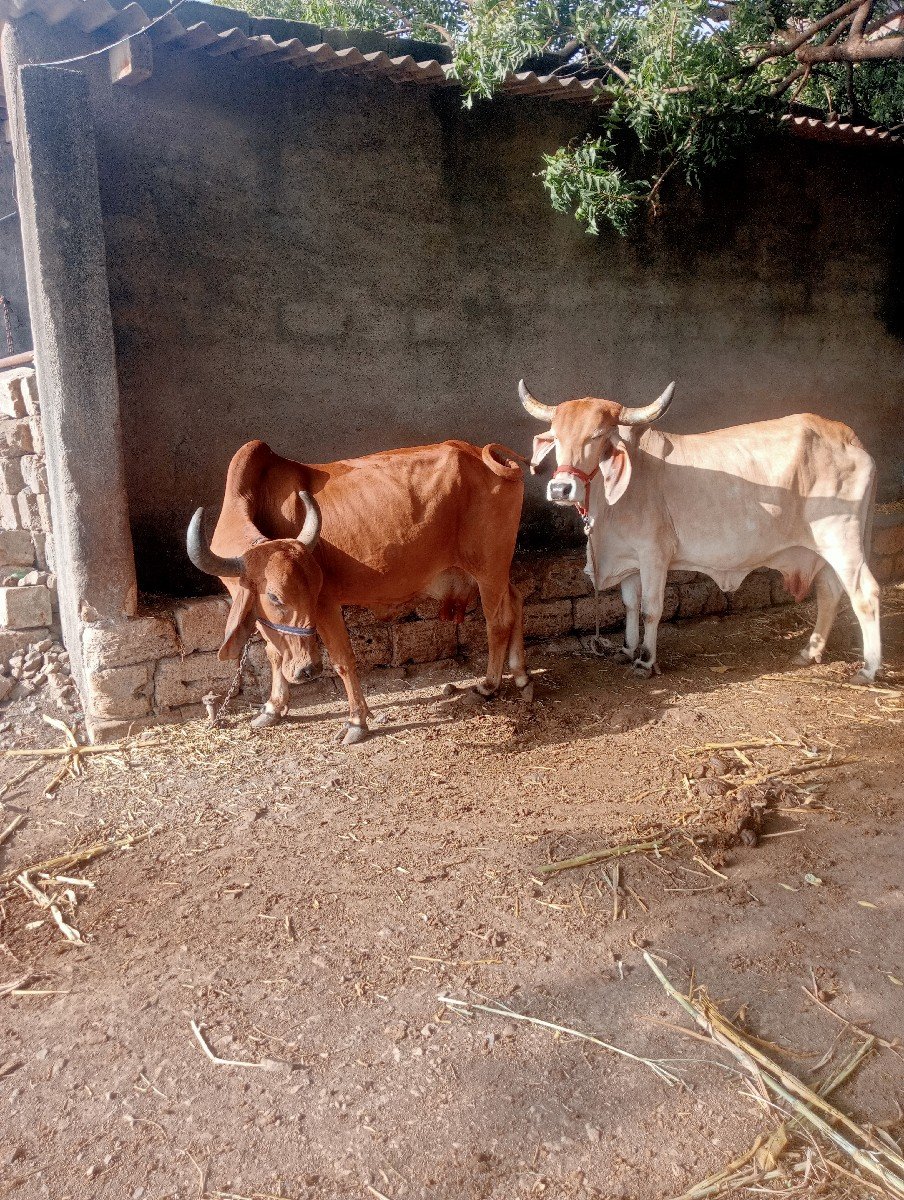 2  ગાય વેચવાની સે