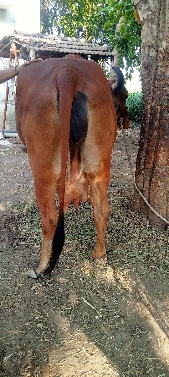 ગીર ગાય વેચવાની છે
