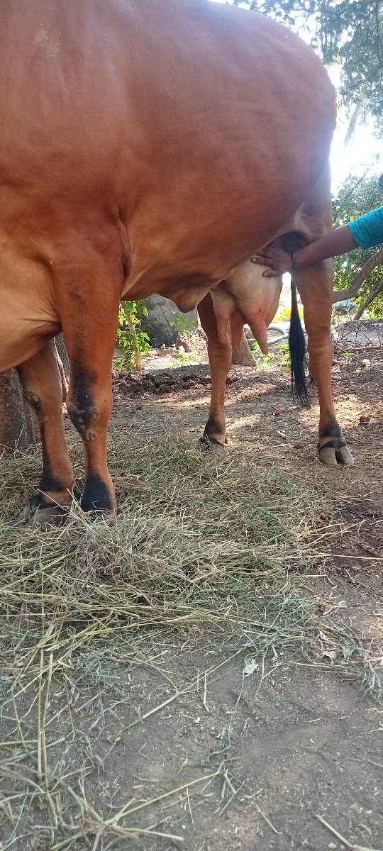 ગીર ગાય વેચવાની છે