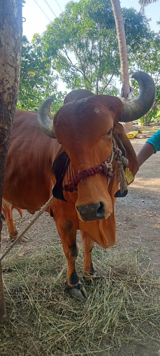 ગીર ગાય વેચવાની છે