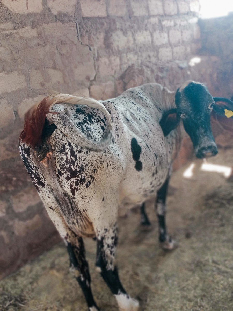 વેશવાનીશે ગાભણસે 7મહીના