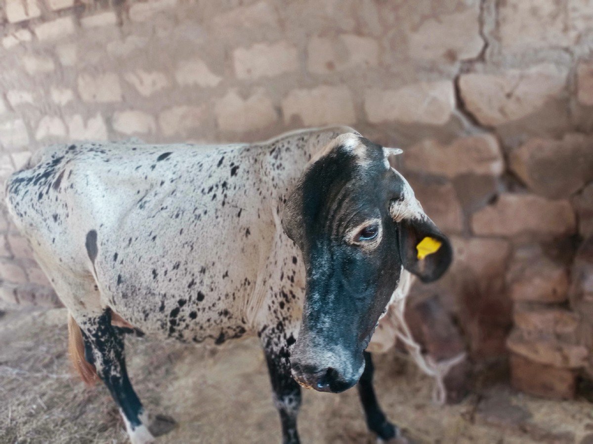વેશવાનીશે ગાભણસે 7મહીના