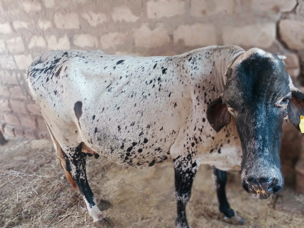 વેશવાનીશે ગાભણસે 7મહીના