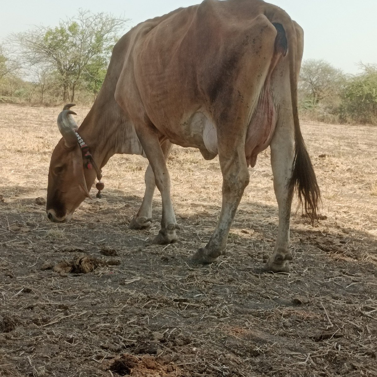 ભુરી માકડી