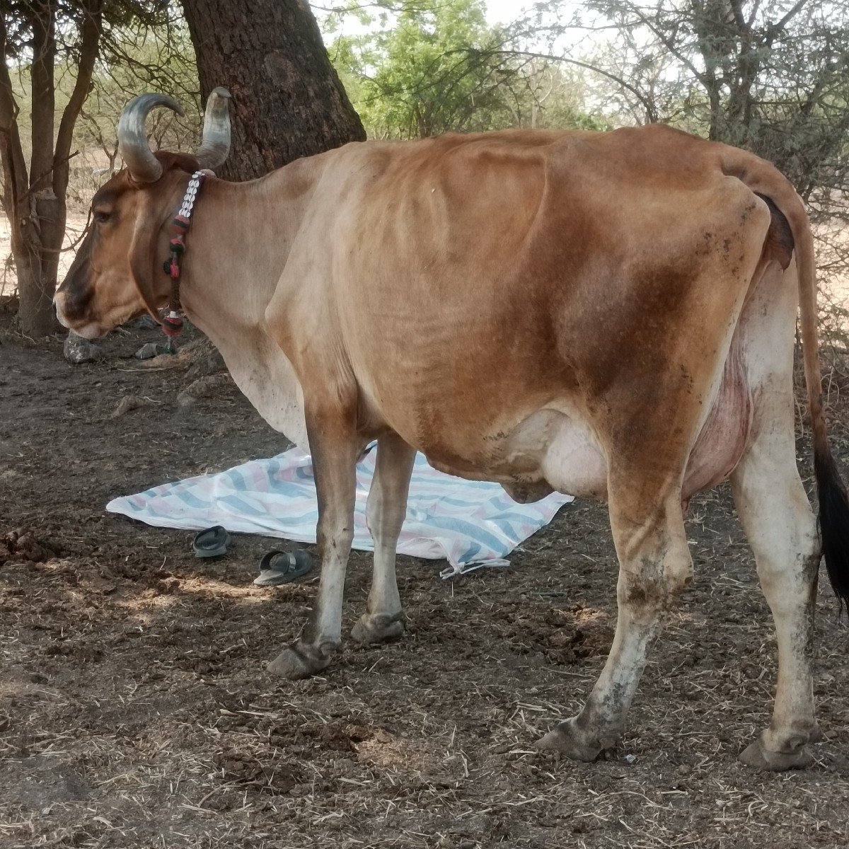 ભુરી માકડી