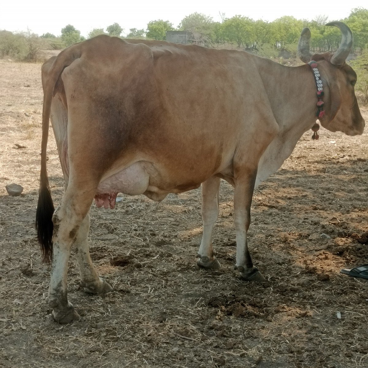 ભુરી માકડી