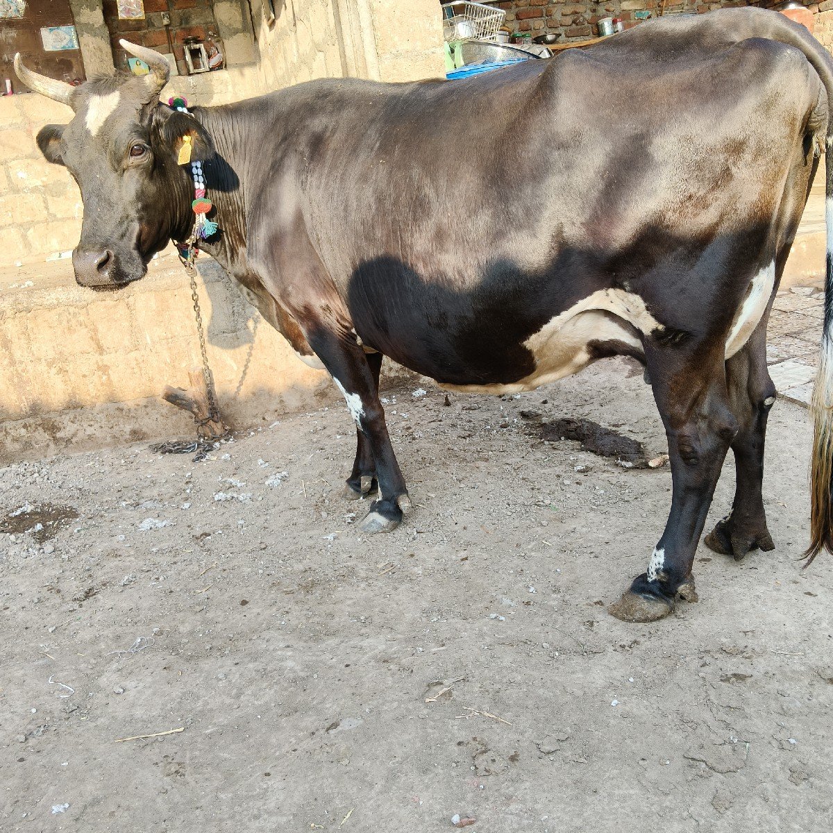 બે ગાય વેસવાની એક બીજુ વેતર એક