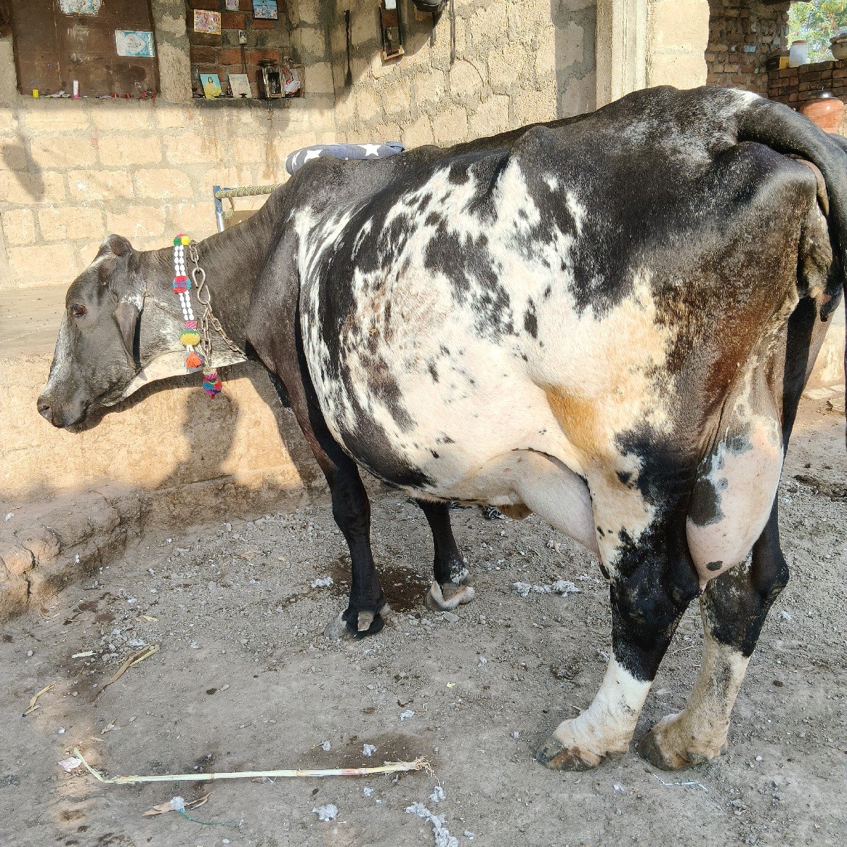 બે ગાય વેસવાની એક બીજુ વેતર એક