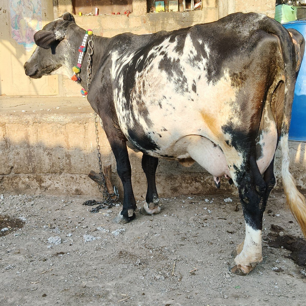 બે ગાય વેસવાની એક બીજુ વેતર એક