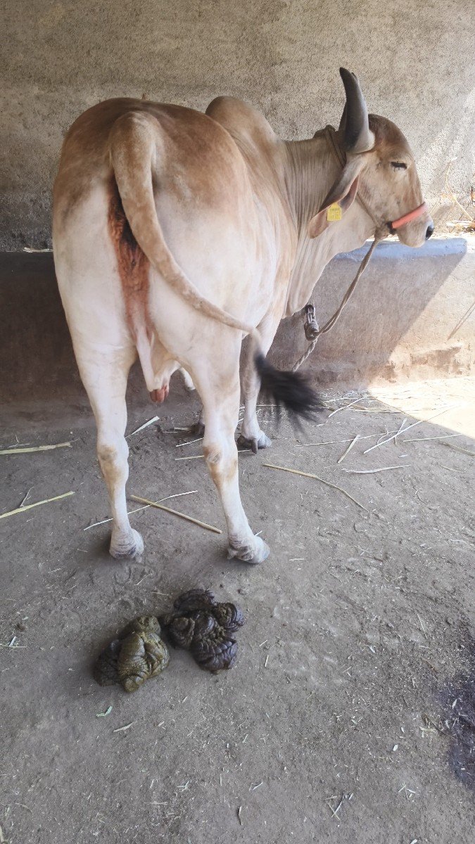 ગાય વેચવાની છે