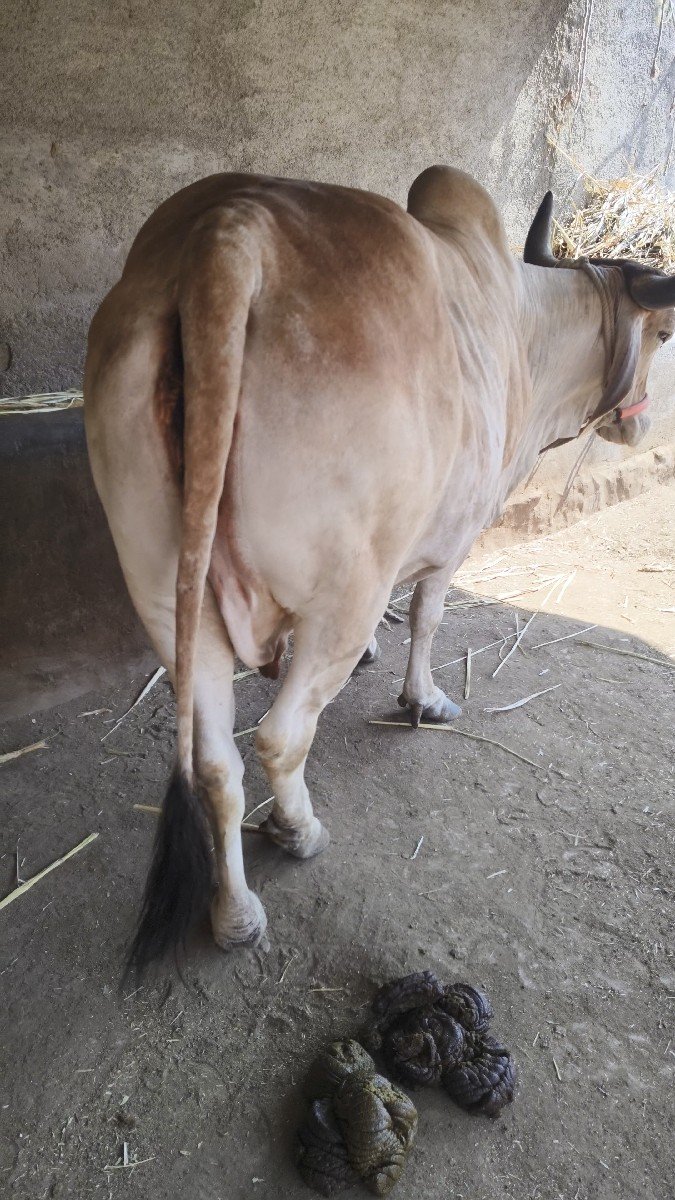 ગાય વેચવાની છે