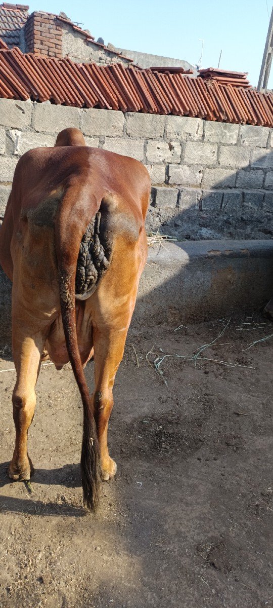 ગીર ગાય વેચવાની છે