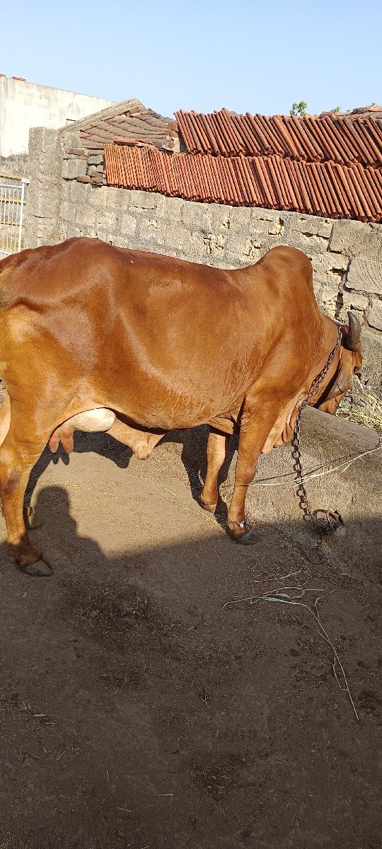 ગીર ગાય વેચવાની છે