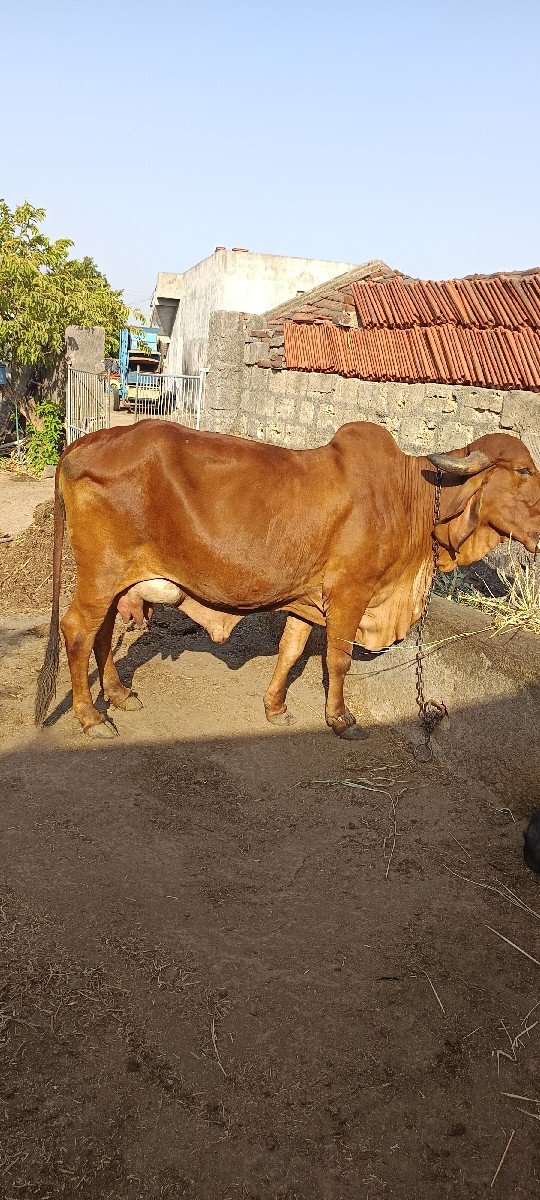ગીર ગાય વેચવાની છે