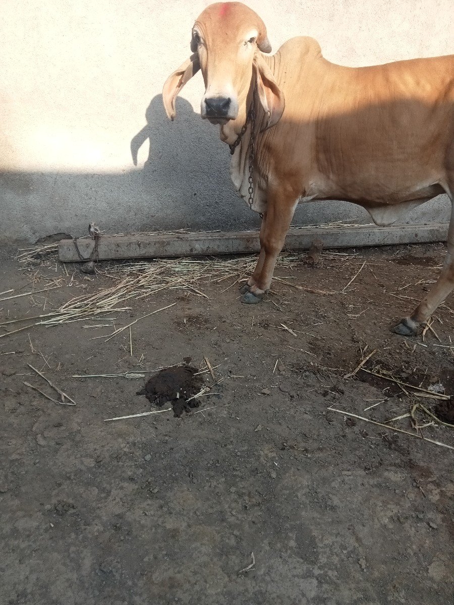 હોળકી વેચવાની છે