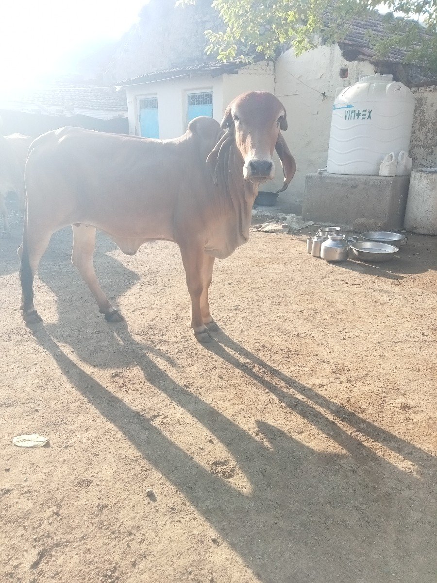 હોળકી વેચવાની છે