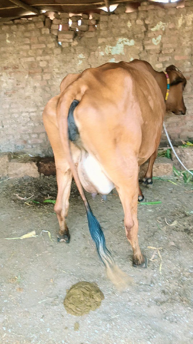 આ ગાય વેચવાની છે