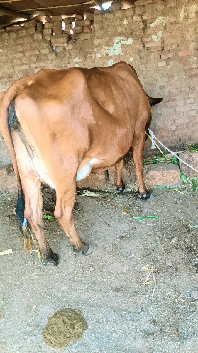 આ ગાય વેચવાની છે