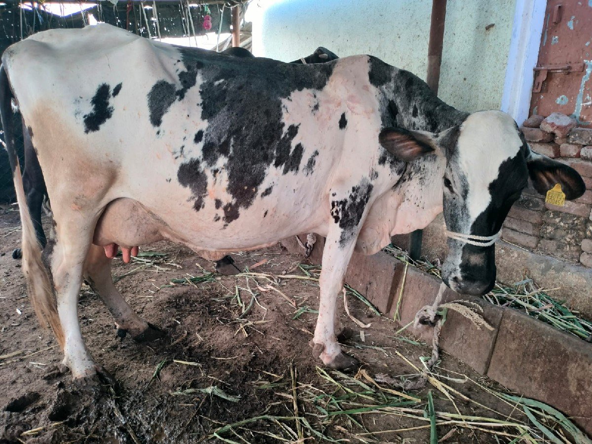 વેતર ,3