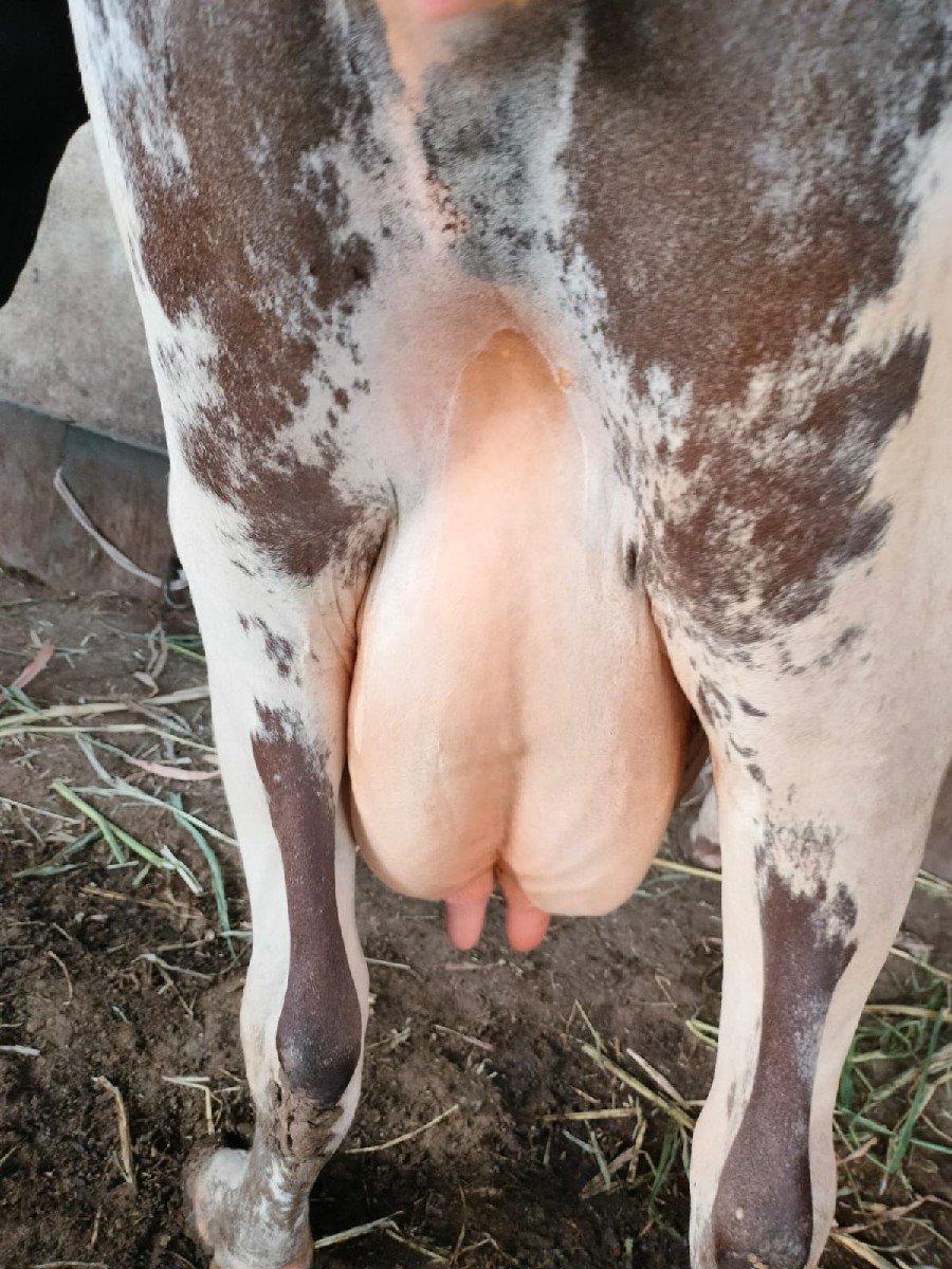 વેતર ,3