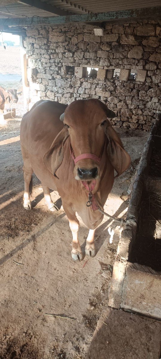 ગાય વેચવાની છે
