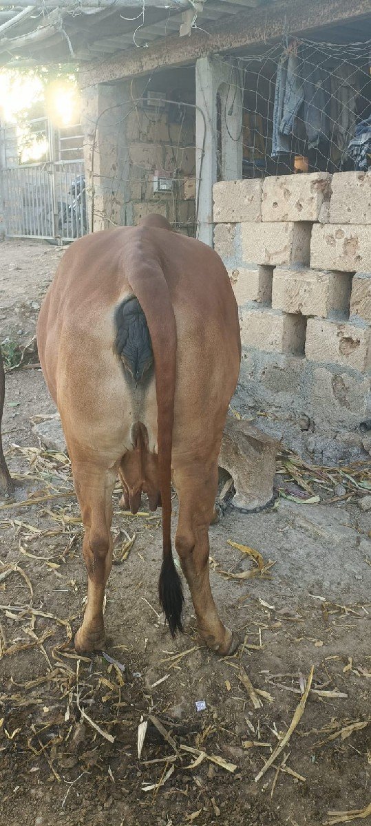 ગાય વેચવાની છે