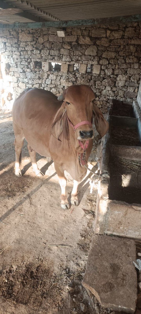 ગાય વેચવાની છે