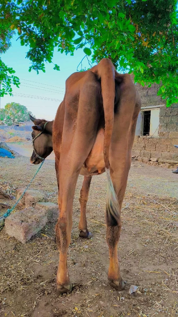 જર્સી ક્રોસ  ઓડકી