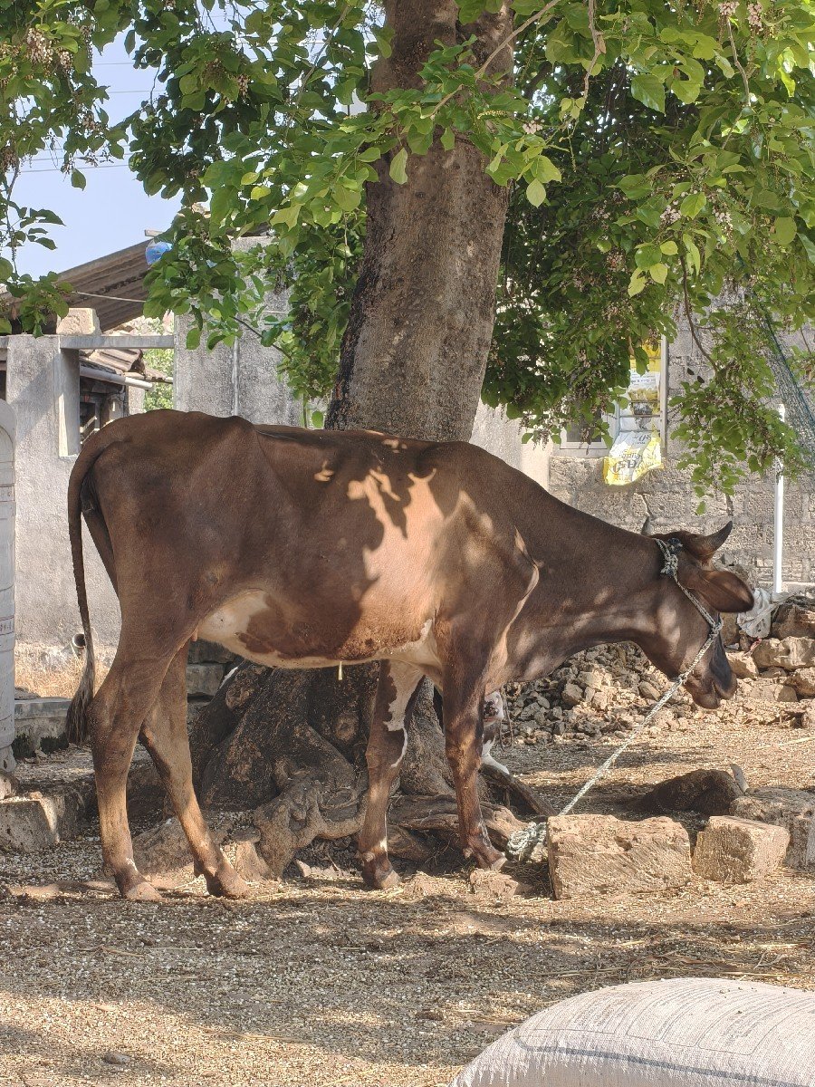 જર્સી ક્રોસ  ઓડકી