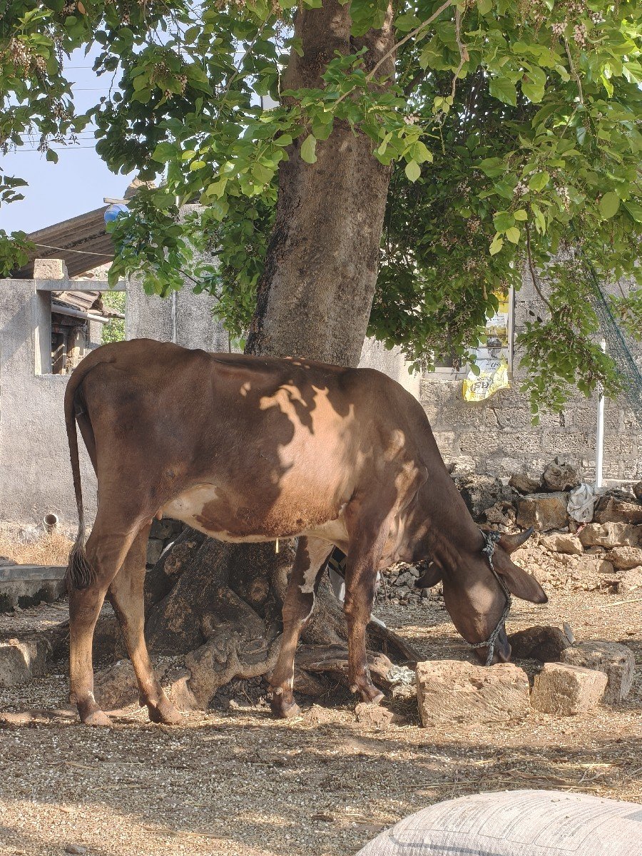 જર્સી ક્રોસ  ઓડકી